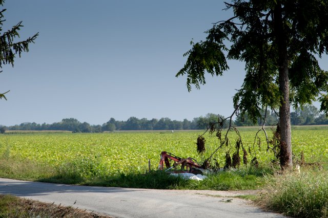 Cranberry Beans - Italy